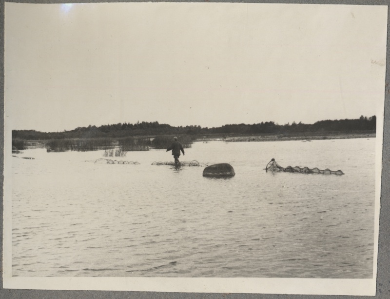 Haapsalu Kalakaitse Inspektsiooni tööst. Mees kõndimas rannavette asetatud mõrdade juures.