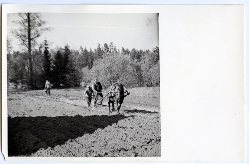 Kartulipanek Õngu külas