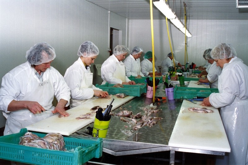 Kalatöötlemisfirma OÜ Vettel: kala fileerimine.
