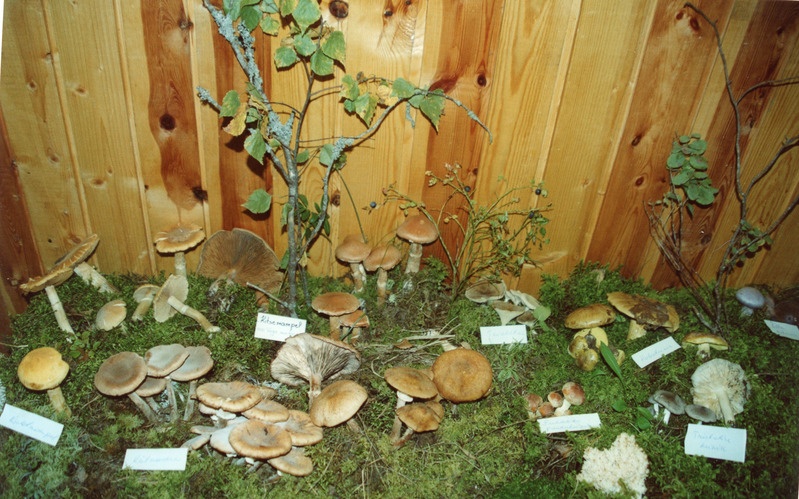 Vaade seente näitusele