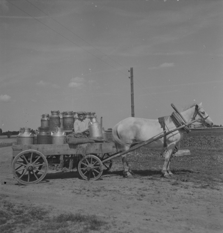 Piimavedamine. Kõo v, Pilistvere khk