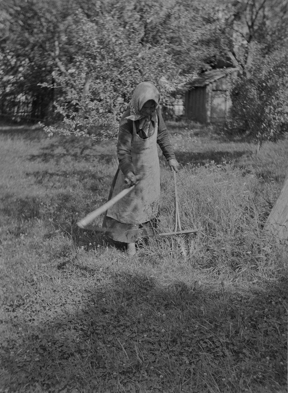 A. Kalej demonstreerib vilja lõikamist, Ilseni v, Paikna k