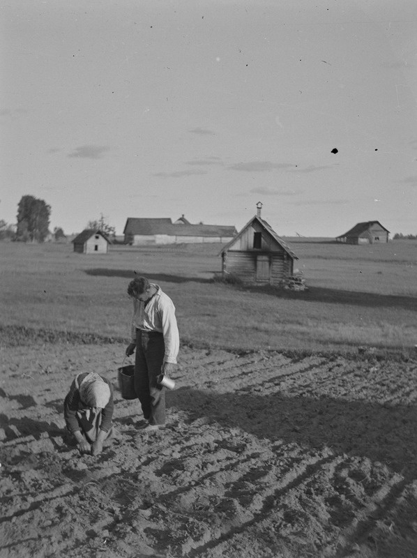 A. Kalej ja K. Peterson naereid istutamas, Ilseni v, Paikna k