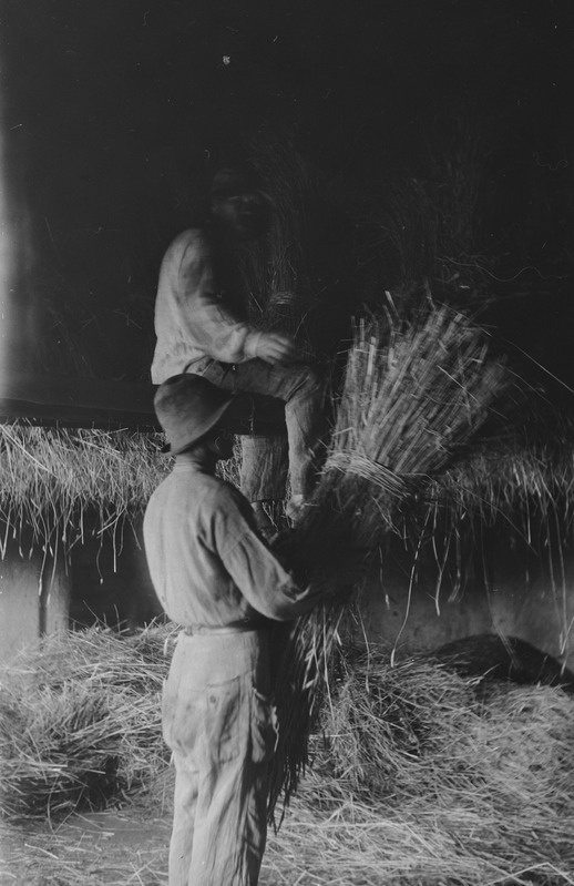 Rukkirehe ülespanemine (ahtmine) Sassi t, Lõetsa k, Muhu
