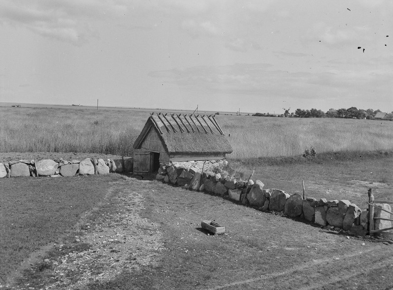 Suvine lambalaut Võiküla karjamaal, Muhu