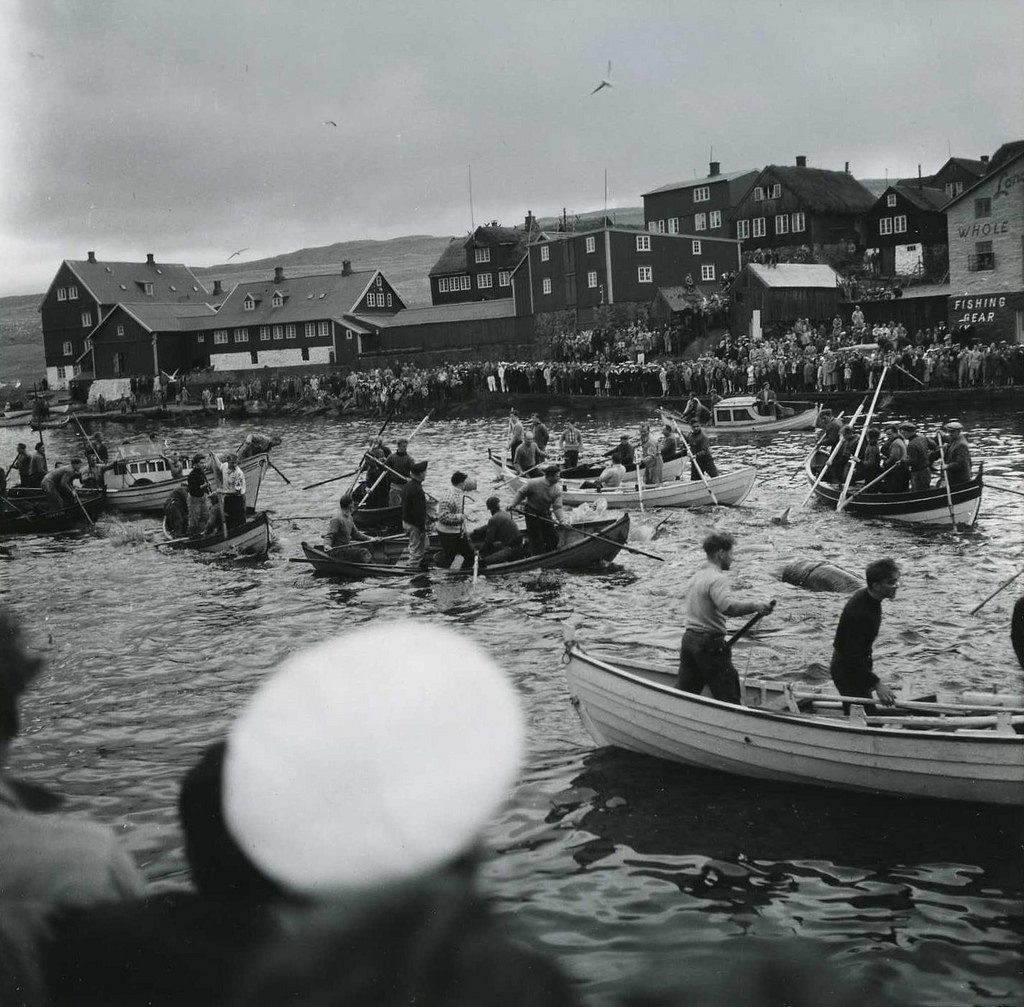 Hunt for pilot whales at Torshavn