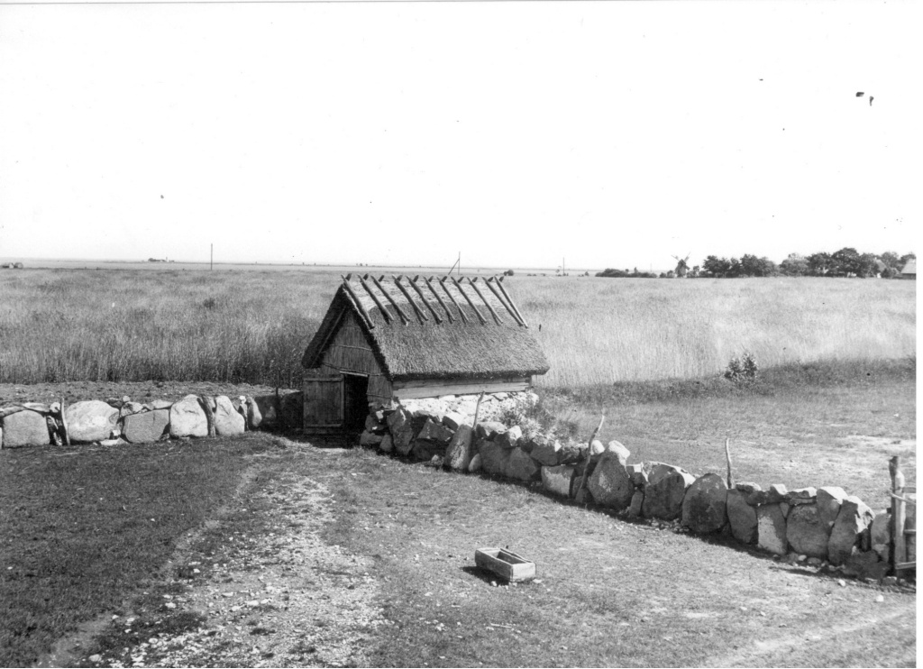 suvine lambalaut