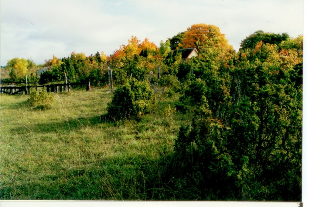 sügis Koguvas