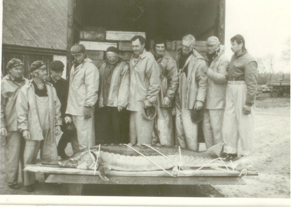 Muhu Võrkaia kalurid 290cm pikkuse tuuraga.