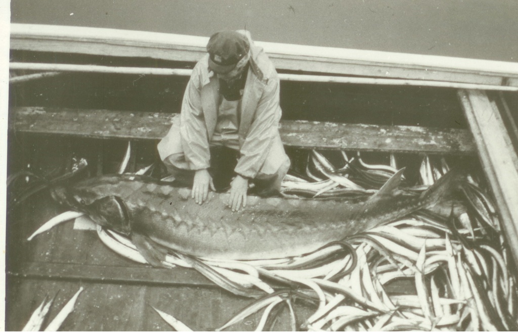 Muhu Võrkaia kalurid 290cm pikkuse tuuraga.