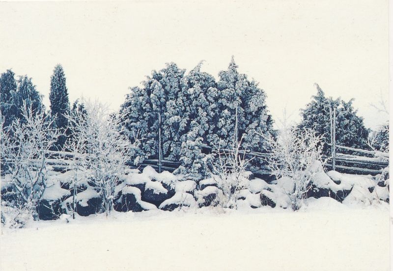 Postkaart. Lääne Maakonna Keskraamatukogu õnnitluskaart Läänemaa muuseumile jõuludeks ja uueks aastaks 1996/1997