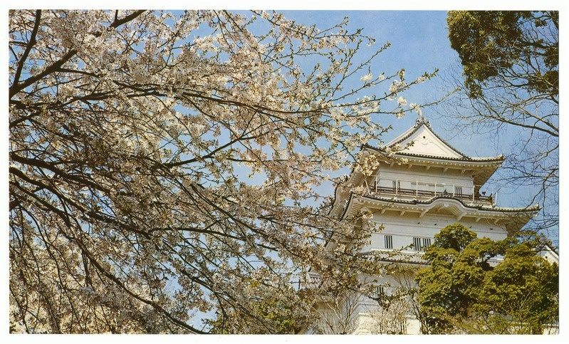 Fotopostkaart. "Odawara Castle in Cherry Blossom"