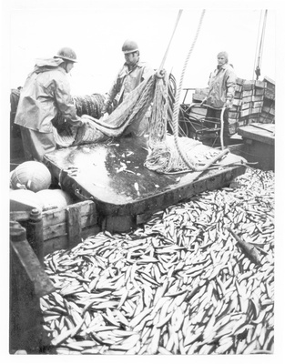 S.M.Kirovi nimelise kalurikolhoosi kalurid traalpüügil vasakult tüürimees Enno Hundimägi ja vanem traalmeister Kalju Hallik  similar photo