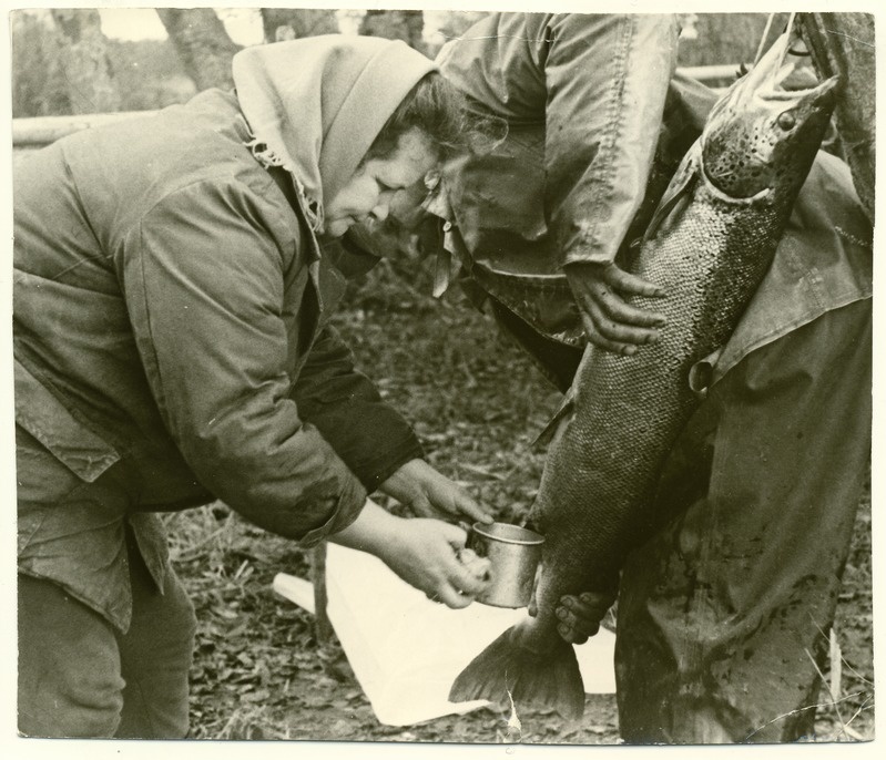 "Lõhelüps" Silmusaarel Valgejõe suudmes. Vasakul V.Pimenova Keila-Joa kalakasvatusmaja ihtioloog 1971.a. oktoobris