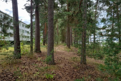 Kivisaarentie 12. Pitkiä, matalia kerrostaloja männikössä Kivisaarentien ja Heteniitynpolun paikkeilla. rephoto