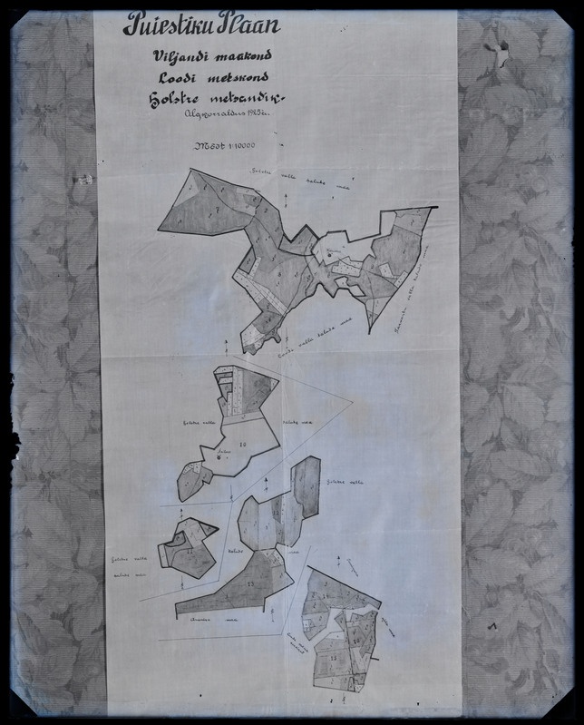 negatiiv Paistu khk Loodi metskond, Holstre metsandik - plaan, foto J. Riet, neg 57918, 1931