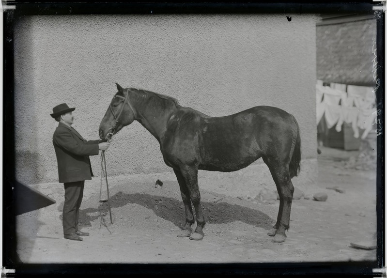 klaasnegatiiv, Peterson, kuulus Holstre valla hobusekasvataja, Kipi talu, 1914