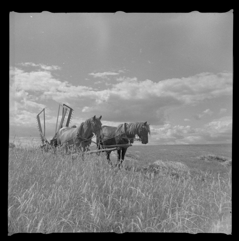 Viljakoristus hobuniidukiga