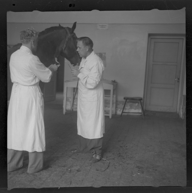 Hobuse tervisekontroll