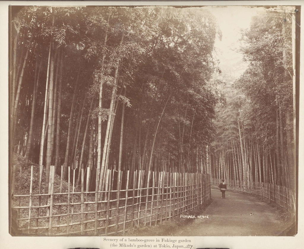 Scenery of a bamboo-grove in Fukiage garden (the Mikado's garden) at Tokio, Japan, Bamboe bos in Fukiage tuin in Tokyo