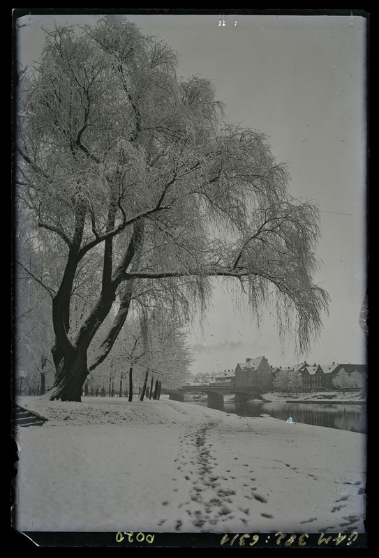 Esiplaanil paju, taamal Tartu Vabadussild