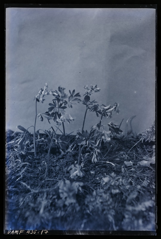 Corydalis bracteata