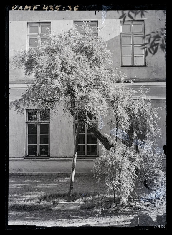 Kasvav puu hoone taustal (TÜ botaanikaaed).
