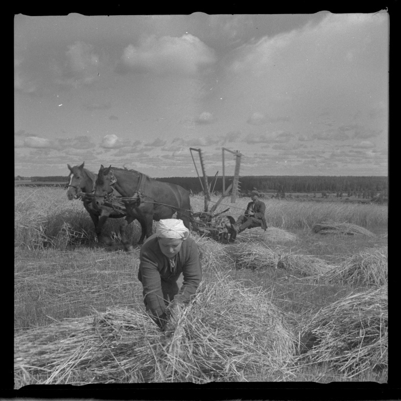 Rukkilõikus hobuniidukiga ja rukki sidumine vihkudesse