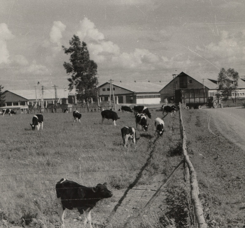 Eesti Loomakasvatuse ja Veterinaaria Teadusliku Uurimise Instituudi katsemajandi noorloomafarmi kasvandikud karjamaal