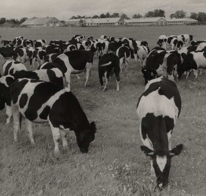 Eesti Loomakasvatuse ja Veterinaaria Teadusliku Uurimise Instituudi katsemajandi musta-valgekirju kari karjamaal