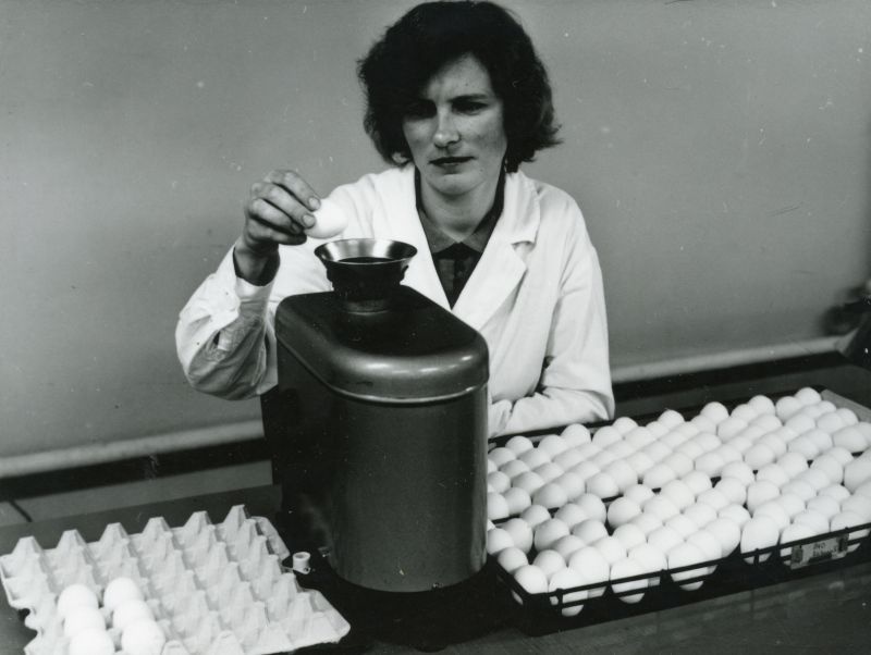 Munade kaalumine Tallinna Linnuvabriku haudejaamas