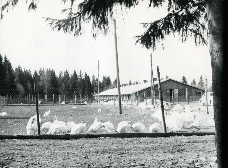 Järlepa tõulinnukasvatuse sovhoosi valged kalkunid