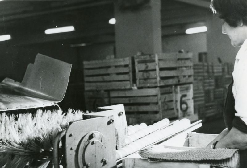 Töö Tallinna Linnuvabriku munalaos