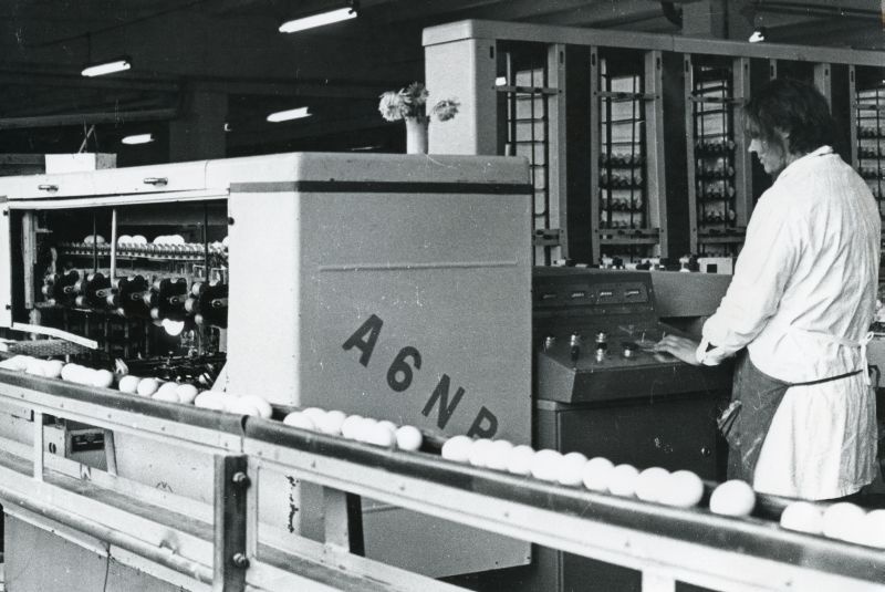 Töö Tallinna Linnuvabriku munalaos