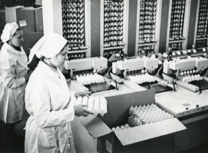 Töö Tallinna Linnuvabriku munalaos