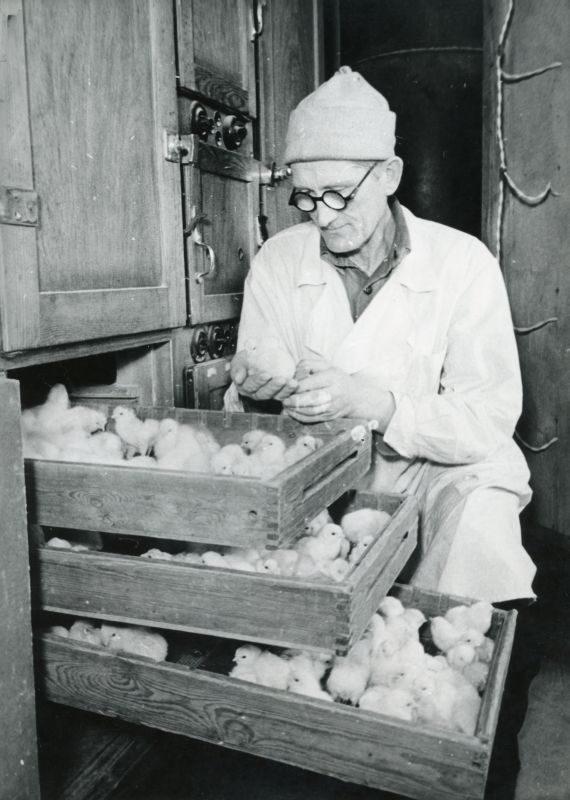 Haapsalu Haudejaama juhataja Alfred Niilo inkubaatori juures