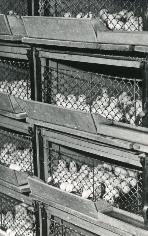 Käsitsi teenindatav tibude tsehh