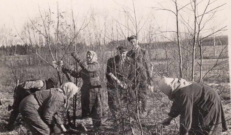 Võsa raiumine