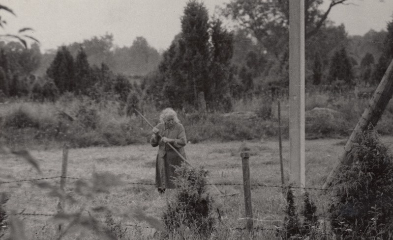 Mutike lehmakesele heina tegemas