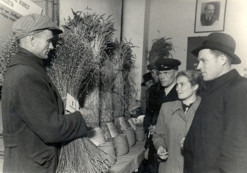 Kallaste rajooni Ranna kolhoosi agronoom Eduard Poolakese tutvustab rajooni põllumajandusnäitusel oma kolhoosis kasvatatud lina