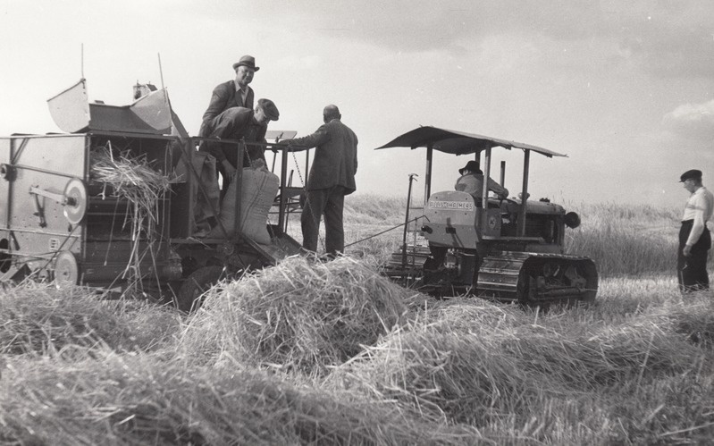 Mihkel Pill Jõgeva Sordikasvanduses kombainiga Allis Chalmers vilja koristamas