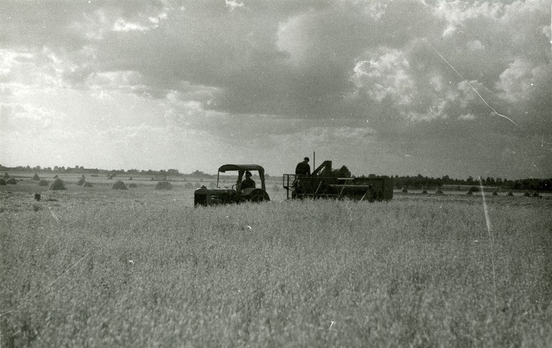 Kaera koristamine kombainiga Jõgeva Sordikasvanduses