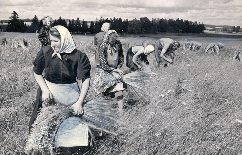 Kolhoosi "Bolševik" 2. põllubrigaadi linakasvatuslüli lõpetab linakitkumist ühelt põlluosalt