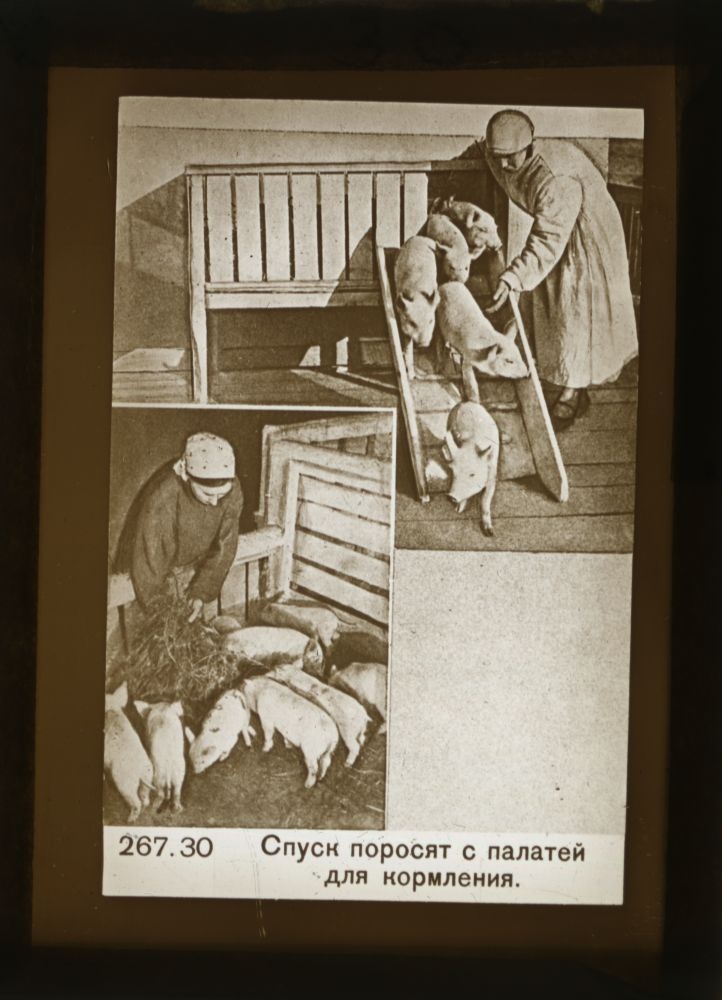 Põrsad lastakse söötmiseks palatisse