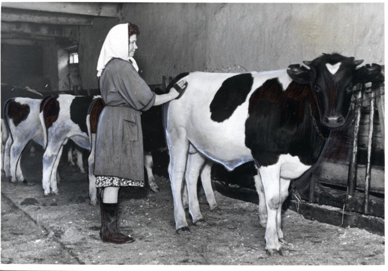 Eesrindlik vasikatalitaja A. Žmareva.