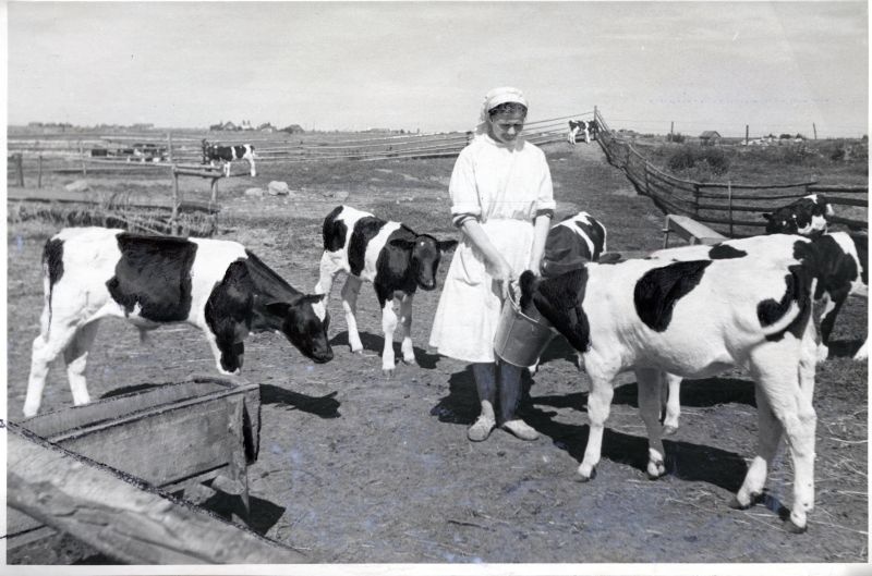 Vasikatalitaja S. Leinonen