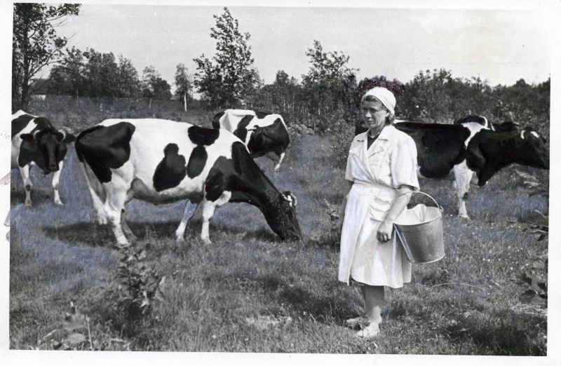 Eesrindlik lüpsja, sotsialistliku töö kangelane A. Mikomägi.