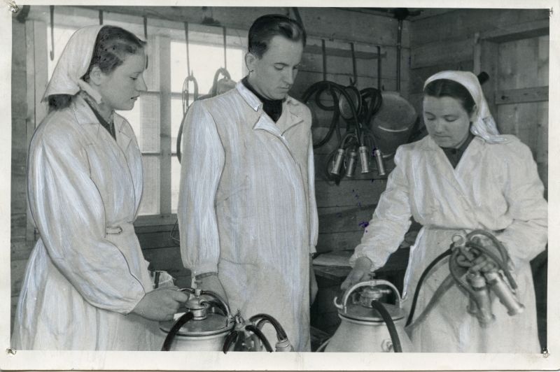 "Sotsialismi Tee" kolhoosi veisefarmis: keskel EPA üliõpilane F. Viira täitmas zootehniku kohuseid.