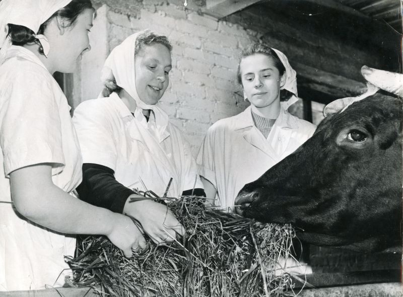 Farmijuhataja-zootehnik Helve Järva (keskel) vestleb noorte lüpsjate A. Kontsoni ja R. Lokkiga lüpsikarja söötmisest ja söötadest.