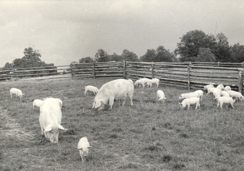 Emised põrsastega koplis Vinni sovhoosis